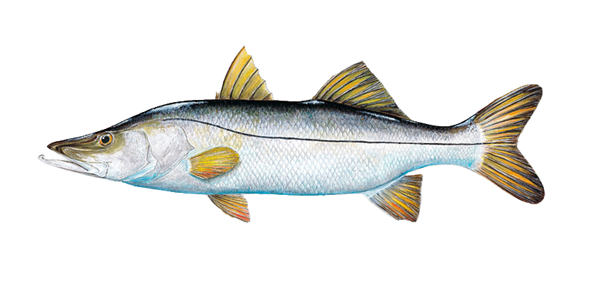 species-lg-snook (1)